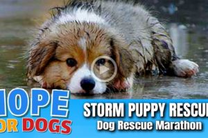 Hope Rescues Puppy Soaking Wet After Storm