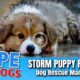 Hope Rescues Puppy Soaking Wet After Storm