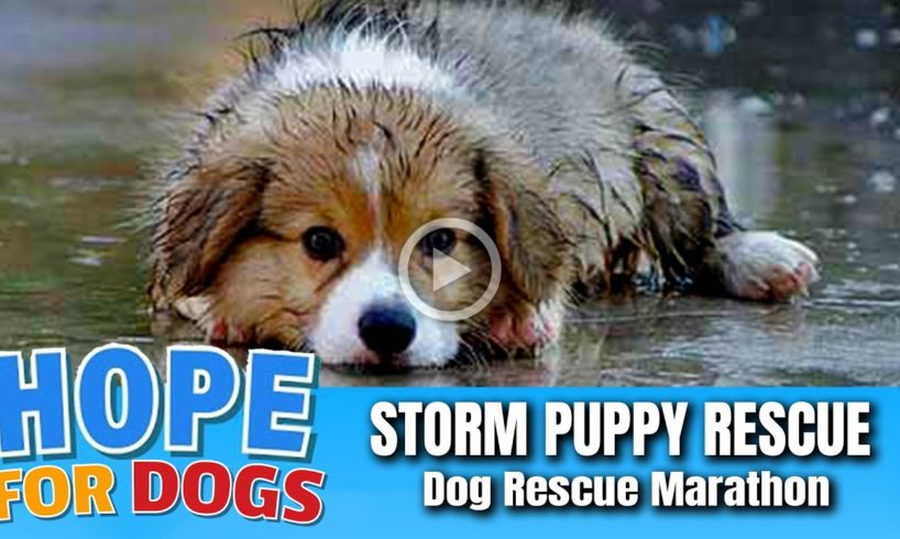 Hope Rescues Puppy Soaking Wet After Storm