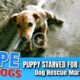 Hope Rescues Puppy Starved For Affection