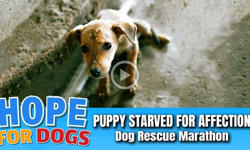 Hope Rescues Puppy Starved For Affection