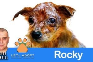 Hope Rescues Rocky Who Lost the Will to Live @Viktor Larkhill #DogRescue