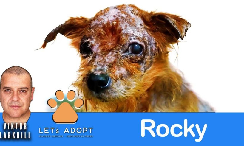 Hope Rescues Rocky Who Lost the Will to Live @Viktor Larkhill #DogRescue