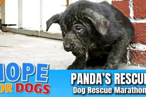 Hope Rescues Starving Mangy Puppy Named Panda