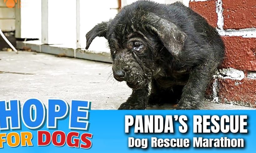 Hope Rescues Starving Mangy Puppy Named Panda