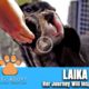 Hope Rescues Sweetest Dog Named Laika - @Viktor Larkhill Extreme Rescue