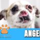 Hope Rescues Sweetest Dog With No Nose Named Angel - @Viktor Larkhill Extreme Rescue