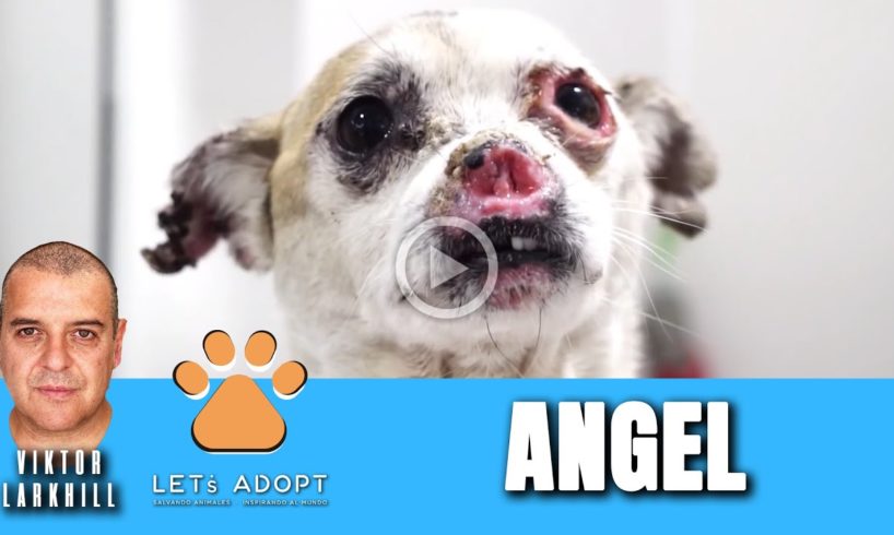Hope Rescues Sweetest Dog With No Nose Named Angel - @Viktor Larkhill Extreme Rescue