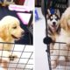 Husky Puppies Vs Golden Retriever Puppies | Husky Meets New Retriever Puppy! Cutest Puppies TV
