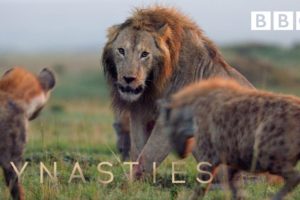 Hyena pack attacks lion | FULL CLIP - Dynasties