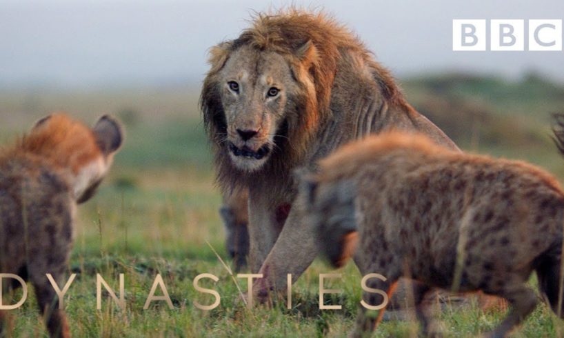 Hyena pack attacks lion | FULL CLIP - Dynasties