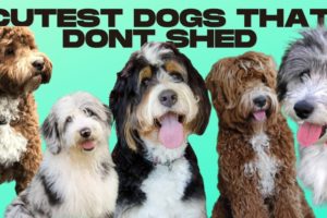 Hypoallergenic Dogs - 10 Cutest Dogs That Dont Shed