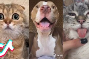 I found more of the Cutest Pets on Tik Tok for you ?
