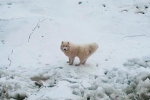 Icebreaker Rescues Puppy Stranded on Iceberg