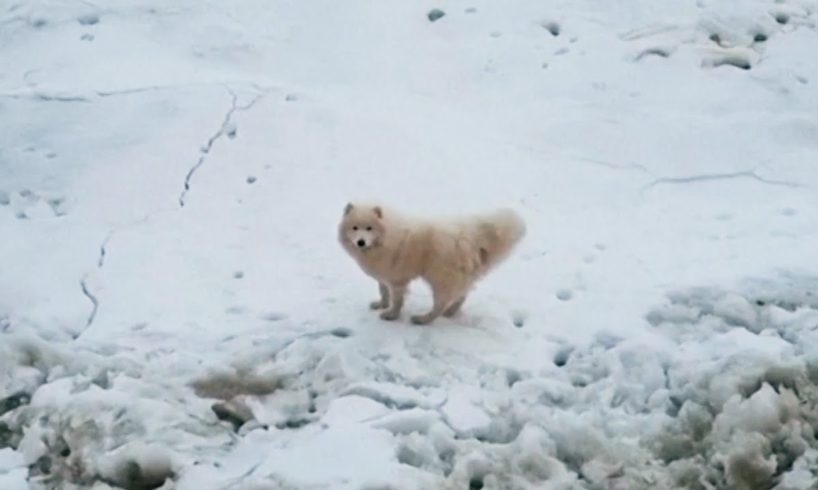 Icebreaker Rescues Puppy Stranded on Iceberg