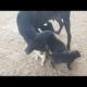 In the morning feeding pity mama with cute puppies ep01