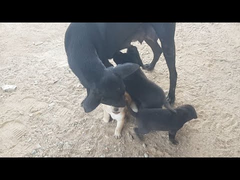 In the morning feeding pity mama with cute puppies ep01
