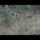 Incredible ! Warthog Fight Back Compilton   Craziest Wild Animal Fights