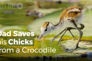 Jacana Dad Rescues his Chicks from a Crocodile