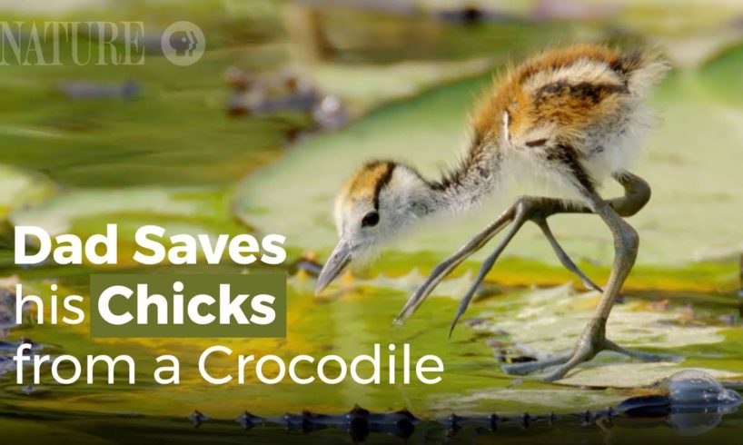 Jacana Dad Rescues his Chicks from a Crocodile
