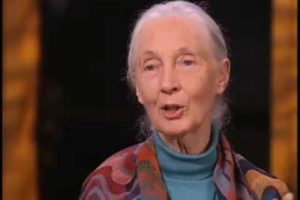 Jane Goodall on Role Zoos Play in Saving Wild Animals