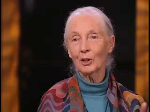 Jane Goodall on Role Zoos Play in Saving Wild Animals