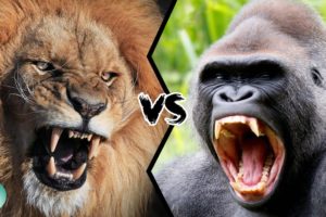 LION VS GORILLA - Who would win this fight?