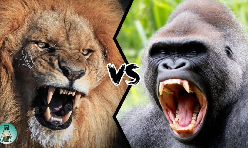 LION VS GORILLA - Who would win this fight?