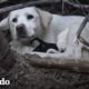 Labradora callejera no deja que los rescatistas se acerquen a sus cachorros | El Dodo