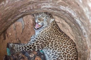 Leopard Cub Rescued From Deep Well | Animal Rescue Videos | WOA Mew
