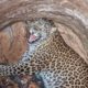 Leopard Cub Rescued From Deep Well | Animal Rescue Videos | WOA Mew