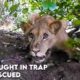 Lion Caught In Trap Gets Rescued | Animal Rescue Videos | WOA Mew