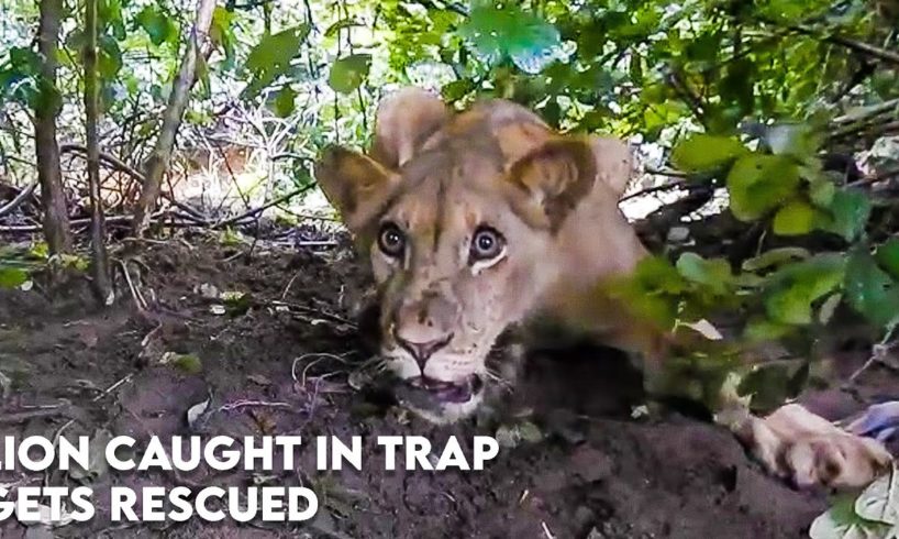 Lion Caught In Trap Gets Rescued | Animal Rescue Videos | WOA Mew