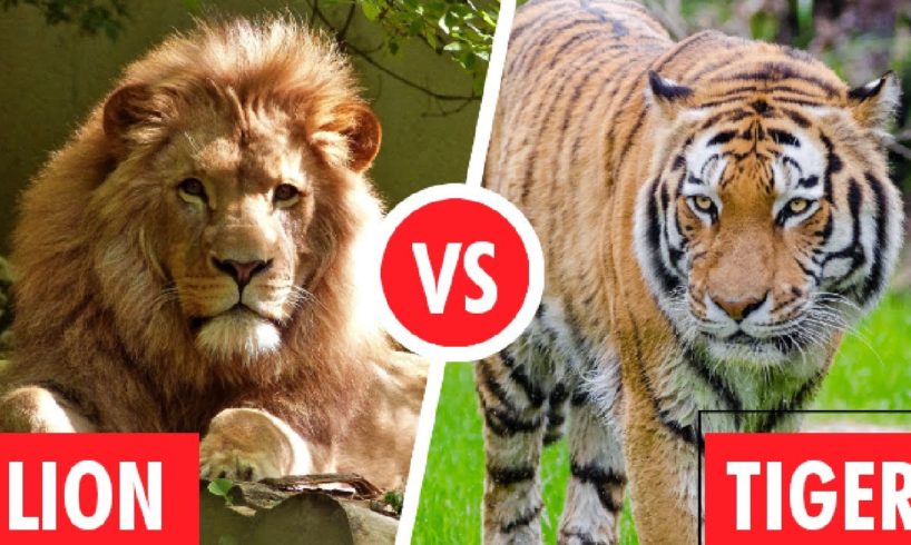 Lion Vs Tiger Fight  Animal fights 2021