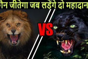 Lion vs Black Panther कौन जीतेगा | Most Powerful Animal Fight