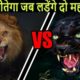 Lion vs Black Panther कौन जीतेगा | Most Powerful Animal Fight