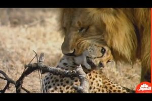 Lion vs Leopard - Most Amazing Moments Of Wild Animal Fights - Wild Discovery Animals 2021