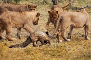 Lion vs Pangolin Fighting | Animal fight back Nature Wildlife