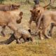 Lion vs Pangolin Fighting | Animal fight back Nature Wildlife