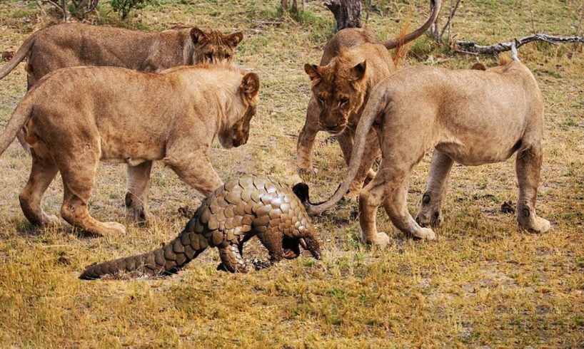 Lion vs Pangolin Fighting | Animal fight back Nature Wildlife