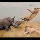 Lion vs Zebra, Rhino,Giraffe; Wild Dog vs Wild Buffalo; Cheetahs vs Antelope || Wild Animals 2021