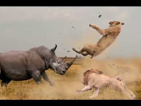 Lion vs Zebra, Rhino,Giraffe; Wild Dog vs Wild Buffalo; Cheetahs vs Antelope || Wild Animals 2021