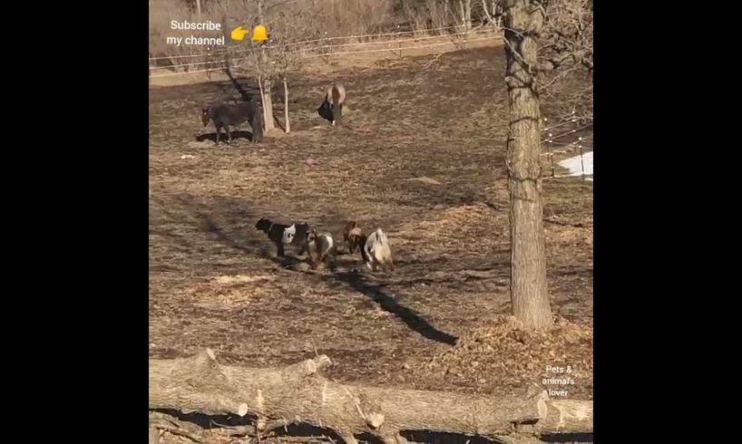 Little Goats playing together - Pets - animals - Little goat - Goat - Pets & animal's lover