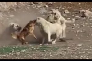 Little dog rescues its friend kangal - LOL!!!