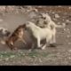 Little dog rescues its friend kangal - LOL!!!