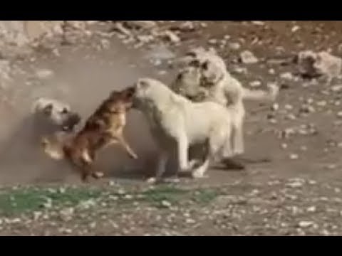 Little dog rescues its friend kangal - LOL!!!