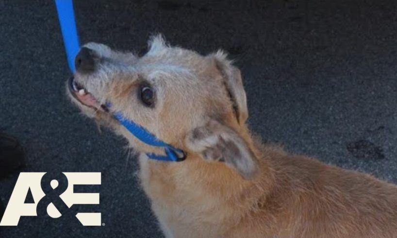 Live Rescue: Top 6 Animal Rescues - Part 2 | A&E