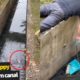 Local Hero Rescues Newborn Puppy From Canal | Animal Rescue 2020