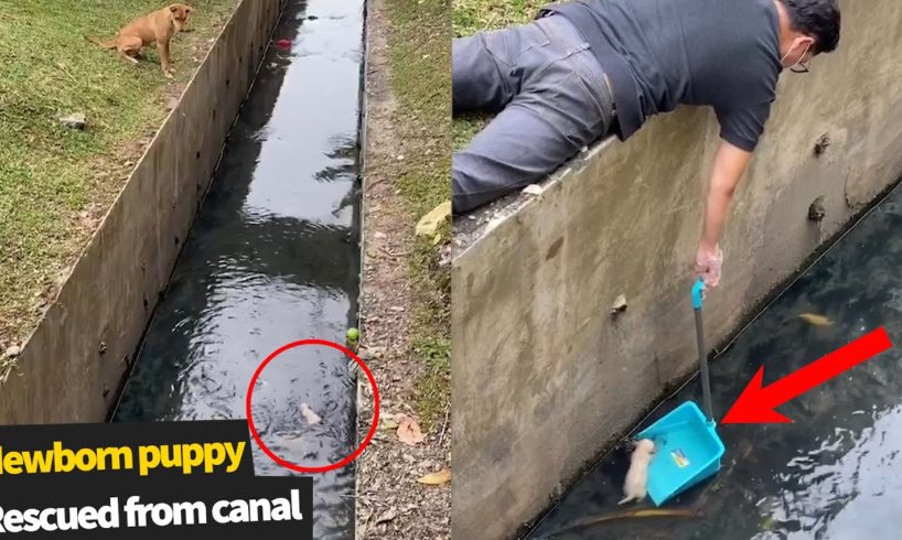 Local Hero Rescues Newborn Puppy From Canal | Animal Rescue 2020