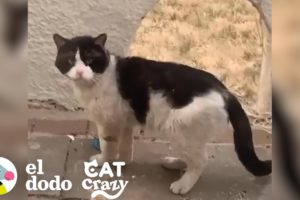 Los vecinos de esta chica abandonaron a su gato y ella decidió rescatarlo I Cat Crazy | El Dodo